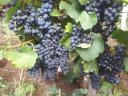 Irsai Olivér, Chardonnay, Rizlingszilváni, Királyleányka, Tramini, Kékfrankos grapes pre-order