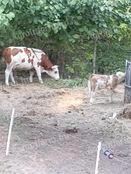 MT with cow calf