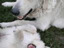 pedigree puppies born from a special mating