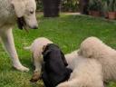 pedigree puppies born from a special mating