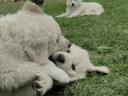 pedigree puppies born from a special mating