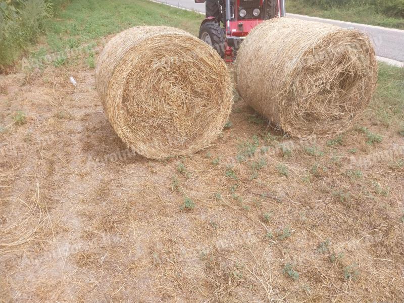 Alfalfa na predaj