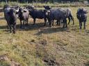 Slaughter cattle and buffalo bulls for sale