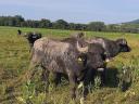 Slaughter cattle and buffalo bulls for sale