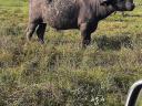 Slaughter cattle and buffalo bulls for sale