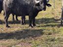 Slaughter cattle and buffalo bulls for sale