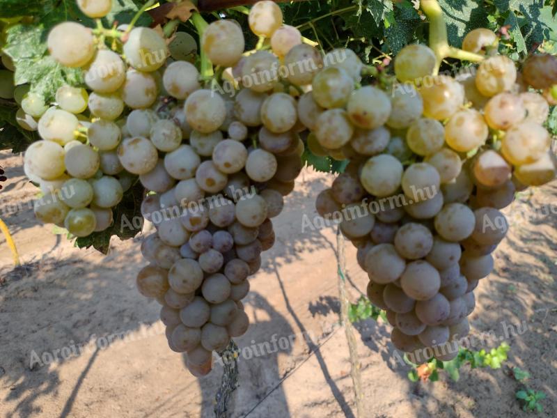 Spicy grapes from Czerszeg, Bianca, Zalagyöngye, Medina, Czweigelt varieties for sale