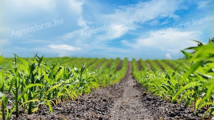 Ackerland zum Verkauf am Stadtrand von Nádudvar: 92,6 AK - 2,8 HA