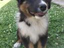 Australian Shepherd-Welpen