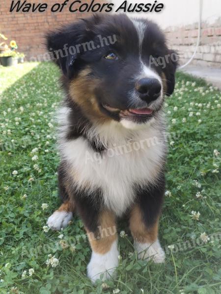 Australian Shepherd puppies