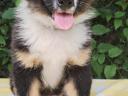 Australian Shepherd puppies