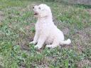 Komondor puppy