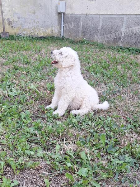 Komondor puppy