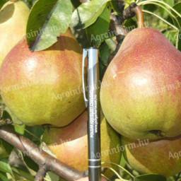 Giant pear fair and pick your own in Chikwanda, in the Polgár Garden