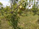 Giant pear fair and pick your own in Chikwanda, in the Polgár Garden