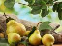 Giant pear fair and pick your own in Chikwanda, in the Polgár Garden