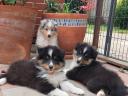 Beautiful Sheltie (Shetland Sheepdog) puppies available