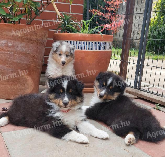 Căței frumoși Sheltie (Shetland Sheepdog) disponibili