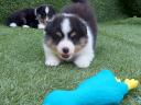 Beautiful Sheltie (Shetland Sheepdog) puppies available