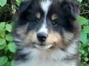 Căței frumoși Sheltie (Shetland Sheepdog) disponibili