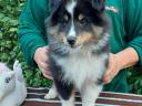 Piękne szczenięta Sheltie (owczarek szetlandzki) dostępne