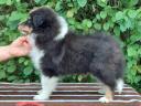 Căței frumoși Sheltie (Shetland Sheepdog) disponibili