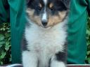 Căței frumoși Sheltie (Shetland Sheepdog) disponibili