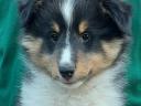 Căței frumoși Sheltie (Shetland Sheepdog) disponibili