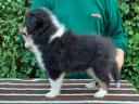 Căței frumoși Sheltie (Shetland Sheepdog) disponibili