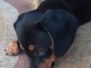 Dachshund pisoi în căutarea pentru un proprietar