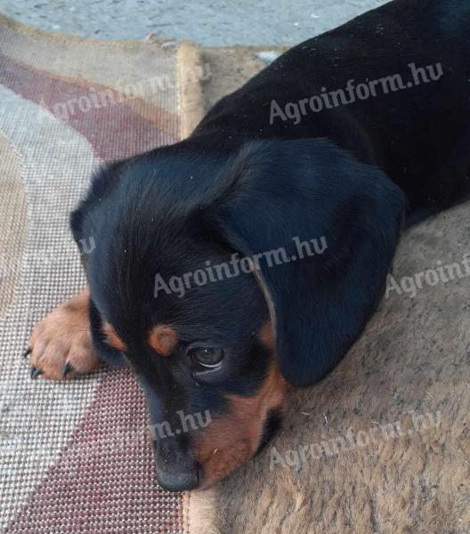 Dachshund pisoi în căutarea pentru un proprietar