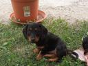 Dachshund pisoi în căutarea pentru un proprietar