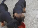 Dachshund pisoi în căutarea pentru un proprietar