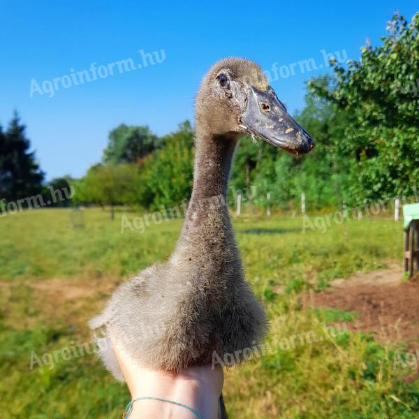 Vorgezüchtete Stockente in der Nähe von Zalaegerszeg