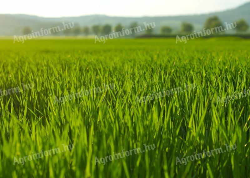 I would buy pasture, meadow in Baranya