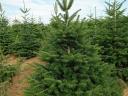 Christmas tree for sale