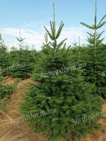 Christmas tree for sale