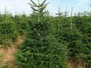 Christmas tree for sale