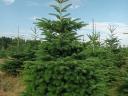 Christmas tree for sale