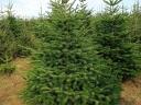 Christmas tree for sale