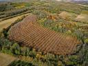 Productive walnut plantation for sale