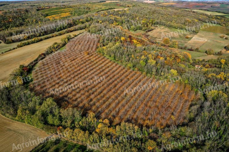 Produktywna plantacja orzechów włoskich na sprzedaż