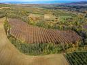 Productive walnut plantation for sale