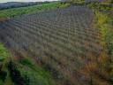 Productive walnut plantation for sale