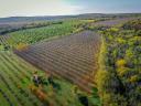 Productive walnut plantation for sale