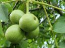 Productive walnut plantation for sale