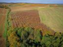 Productive walnut plantation for sale