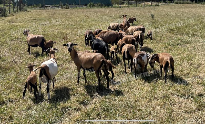 Cameroon sheep