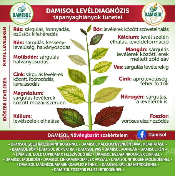 DIAGNOSTYKA LIŚCI DAMISOLE