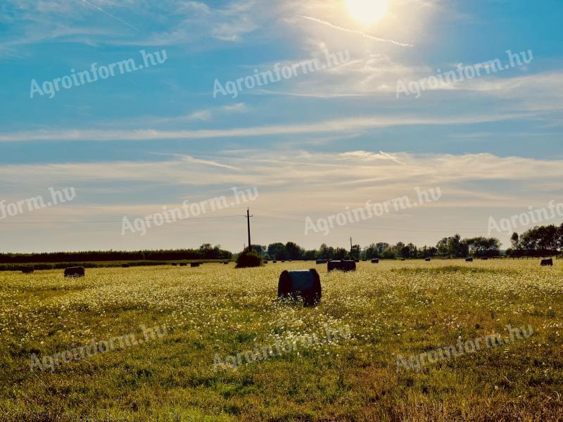 Pasture, arable land for sale in Fehérgyarmat